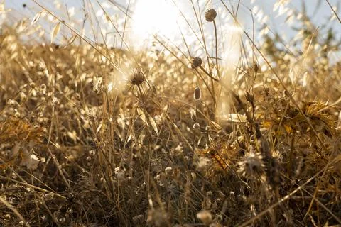 Sun ray in the weeds Stock Photos