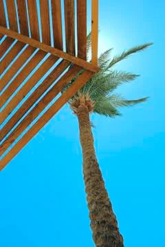 Sun rays above branches of palm tree and arbour. Relaxing concept Stock Photos