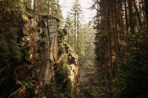 Sun rays in amazing mountain ravine full of pine trees in Poland Stock Photos