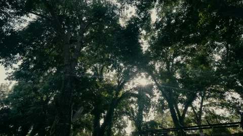 Sun rays among the leaves and branches of trees in the forest Видео 236628381