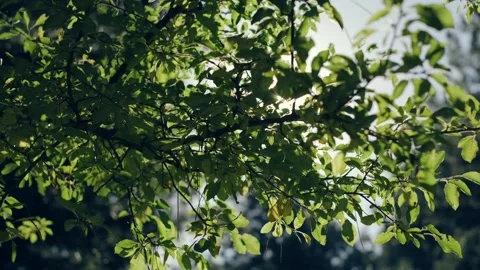 Sun rays among tree leaves Stock Footage 219613491