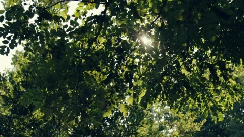 Sun rays among tree leaves Stock Footage 219613855