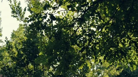Sun rays among tree leaves Stock Footage 219613857