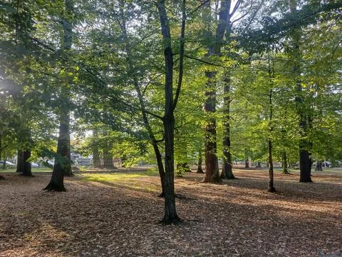 Sun rays among the trees of a park in Baia Mare city, Romania Stock Photos