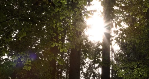 Sun rays and beams in the forest Vídeo Stock 96217697