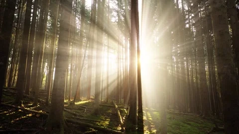 Sun rays and beams in morning forest Video stock 323960754