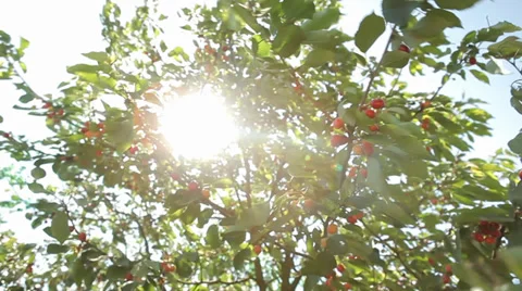 Sun Rays and Cherry Tree with Cherries - Tracking shot Stock Footage 38479145