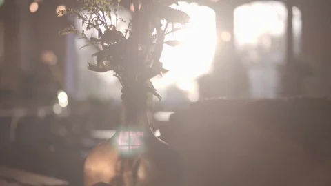 Sun Rays and a Flower Vase 4K Stock Footage 69092534