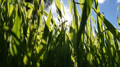 Sun rays and fresh green grass, macro side view. Stock Footage 217786241
