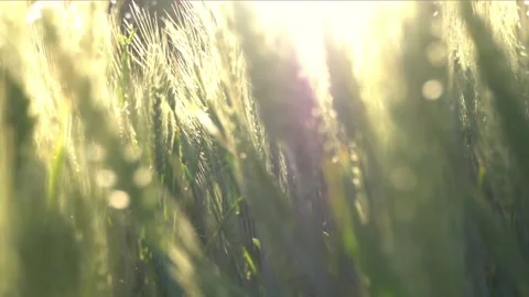 Sun rays and lens flares during a beauti... | Stock Video | Pond5