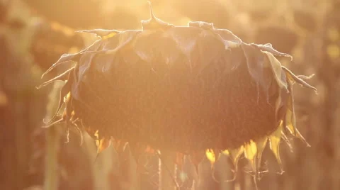 Sun rays and matured sunflower Stock Footage 67297798