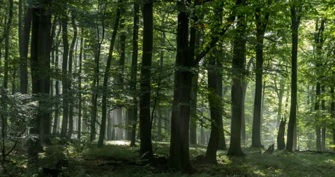 Sun rays and mist in green forest, Time lapse. Stock Footage 132875175