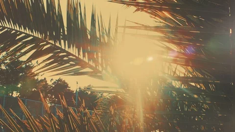 Sun rays and palm branches. Boulevard on the waterfront Stock Footage 108893536