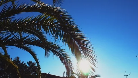 Sun rays and palm branches Stock Footage 108893740