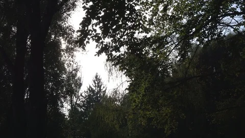 Sun rays and wind in tree branche Video stock 119103265