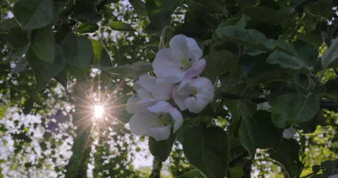 Sun rays apple flowers Stock Footage 195952505