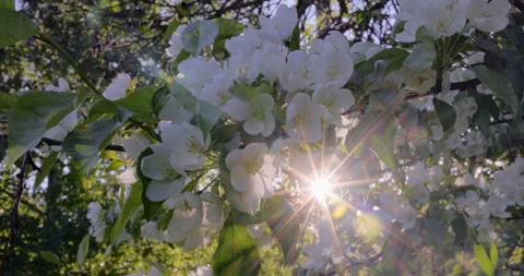Sun rays apple Stock Footage 195952508