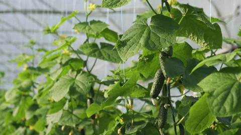 Sun rays are falling down on a Kirby cucumber vines in a greenhouse. Stock Footage 195024460