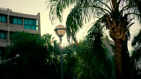 Sun rays are seen between palm leaves Video stock 220371494