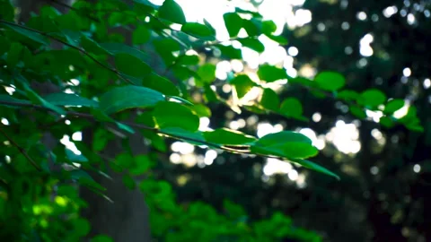 Sun Rays are Shining Among Tree Branches In A Forest Stock Footage 279384971