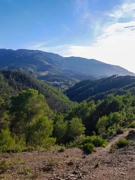 Sun rays are shining on the pine forest Stock Photos