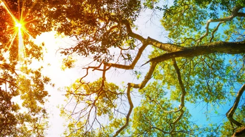 Sun rays are shining through the leaves of tree 스톡 동영상 36171479