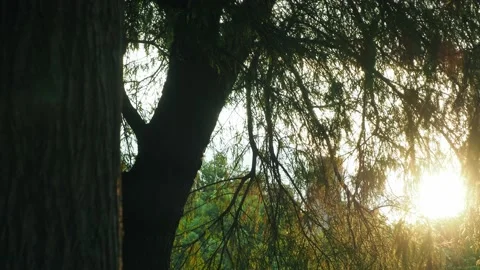 Sun rays are shining through the leaves Stock Footage 134177390