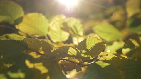 The sun rays are shining through the brown leaves in a warm autumn day Stock Footage 168327579