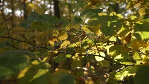 The sun rays are shining through the leaves of forest trees in an autumn day Stock Footage 168327598