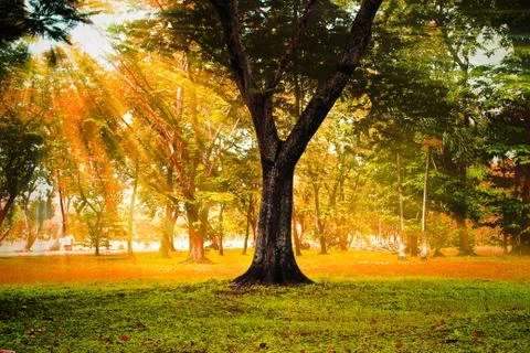 Sun rays in autumn forest. Stock Photos