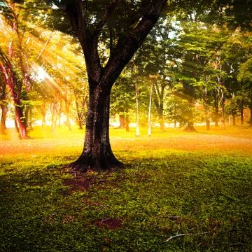 Sun rays in autumn forest. Stock Photos