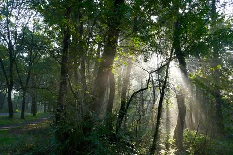 Sun rays in an autumn forest 库存照片
