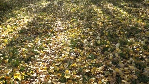 Sun Rays On Autumn Leaves Stock Footage 97142128