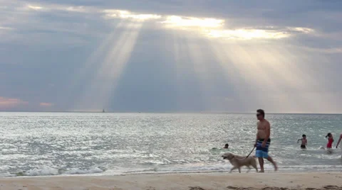 Sun rays beach walking dog Stock Footage 38513278