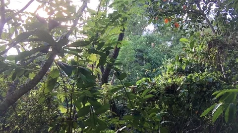 SUN RAYS BEAMIMG THROUGH THE TROPICAL RAINFOREST OF KHANOM, THAILAND, HD Stock Footage 149819912