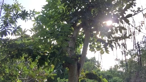 SUN RAYS BEAMIMG THROUGH THE TROPICAL RAINFOREST OF KHANOM, THAILAND, HD Stock Footage 149820179
