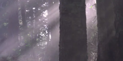Sun Rays Beaming In-between Trees in the Woods Forest Pines | POV Stock Footage 24092801