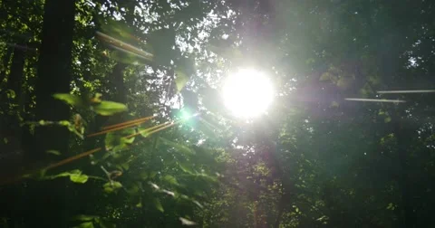 Sun Rays Beaming Through the Greenary in a Forest, Which is Wild, Mysterious, Stock Footage 53091288