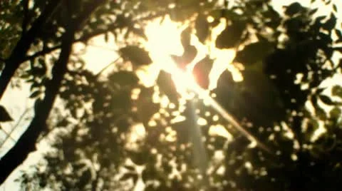 Sun Rays Beaming through Trees (HD) Stock Footage