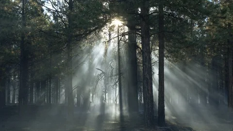 Sun rays beaming through trees in a smokey forest Stock Footage 95817645