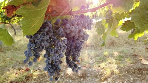 Sun rays. Beautiful sunshine. Ripe juicy dark grapes on the branches. Close-up. Stock Footage 138983425