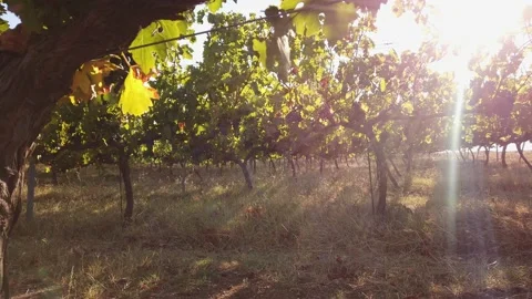 Sun rays. Beautiful sunshine. Ripe juicy dark grapes on the branches. Close-up. Vidéo 138983426