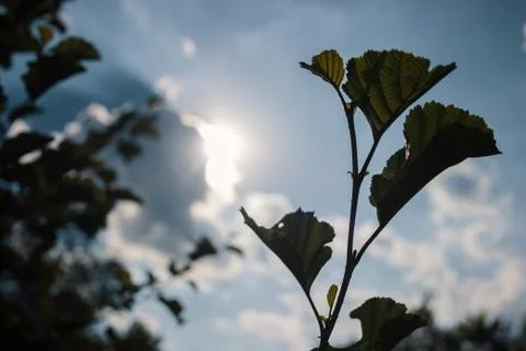 Sun rays behind a dark cloud on a blue sky Photos