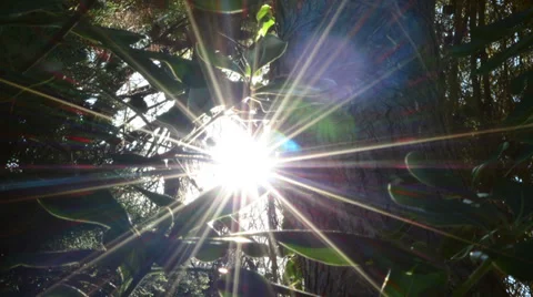 Sun rays behind tree Stock Footage 30010712