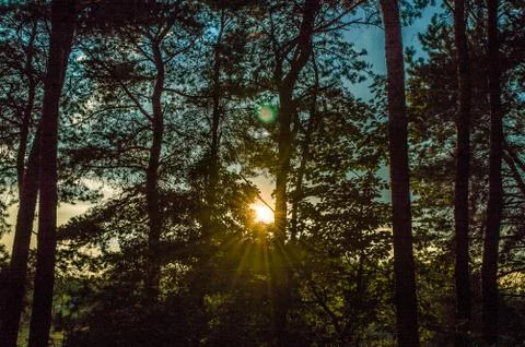  Sun rays from behind trees Stock Photos