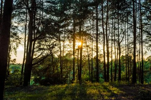  Sun rays from behind trees Stock Photos