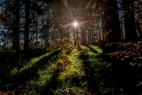 Sun Rays From Behind of Trees Stock Photos