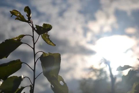Sun rays between the branches of the tree Stock Photos