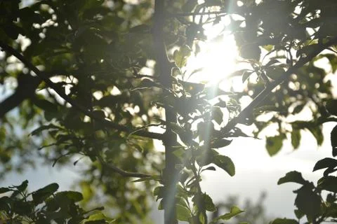 Sun rays between the branches of the tree Stock Photos