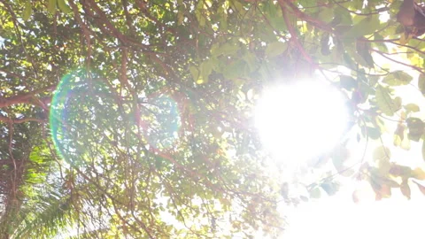 Sun rays between cashew tree leaves Stock Footage 262540887